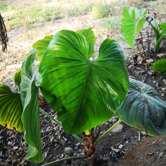 Philodendron ornatum