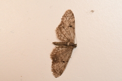 Eupithecia annulata