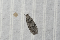 Semioscopis inornata