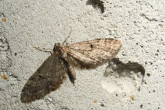 Eupithecia annulata