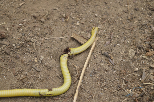 Rosebelly Earth Snake
