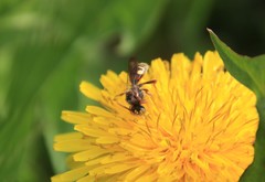 Nomada denticulata