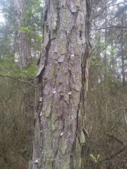 Dendroctonus frontalis