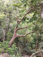 Ficus variegata garciae