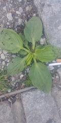 Plantago major