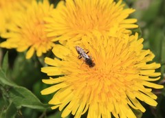 Nomada denticulata