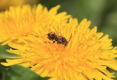Nomada denticulata