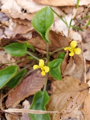 Viola rotundifolia