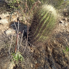 Ferocactus cylindraceus
