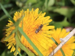 Nomada denticulata