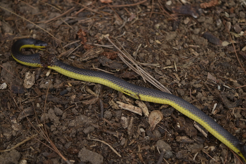 Rosebelly Earth Snake