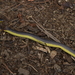 Rosebelly Earth Snake - Photo (c) Eddy A. Saban Sequén, some rights reserved (CC BY)