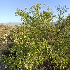 Prunus fremontii