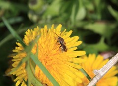 Nomada denticulata