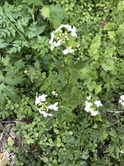 Cardamine angulata