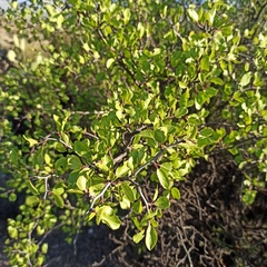 Prunus fremontii