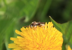 Nomada denticulata
