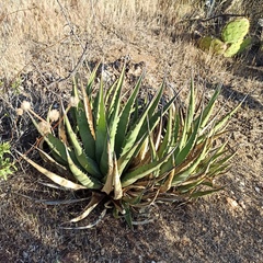 Agave deserti