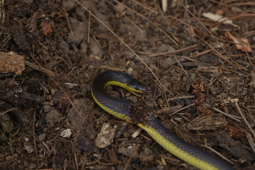 Rosebelly Earth Snake