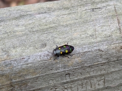 Chrysobothris chrysoela