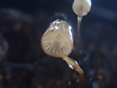 Mycena mamaku