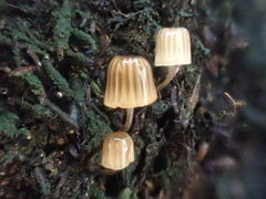 Mycena mamaku