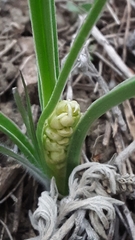 Toxicoscordion venenosum