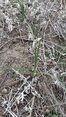 Toxicoscordion venenosum