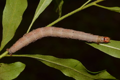 Catocala muliercula