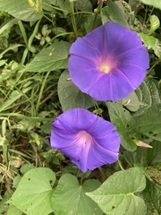 Ipomoea mitchelliae