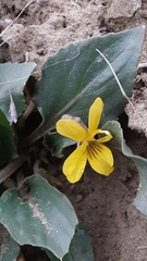 Viola nuttallii