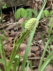 Melanthieae