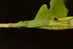 Satyrium liparops
