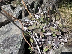 Eriogonum compositum