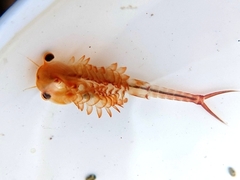 Eubranchipus vernalis