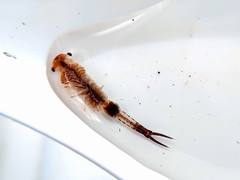 Eubranchipus vernalis