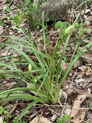 Melanthieae