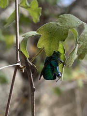 Euglossa viridissima