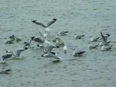 Chroicocephalus cirrocephalus