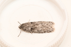 Semioscopis inornata
