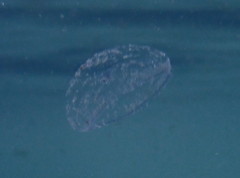 Mitrocomella polydiademata
