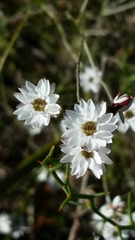 Pithocarpa pulchella