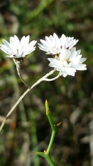 Pithocarpa pulchella