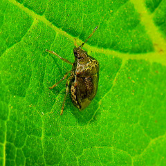 Cosmopepla intergressa