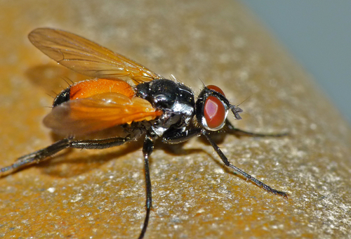 Huttonobesseria verecunda (Hutton, 1901)