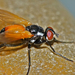 Huttonobesseria verecunda - Photo (c) Steve Kerr, algunos derechos reservados (CC BY), subido por Steve Kerr