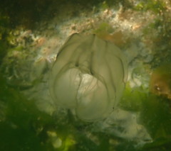 Bolinopsis microptera