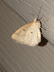 Lomographa glomeraria