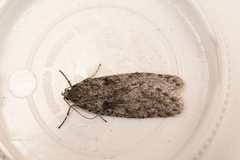 Semioscopis inornata