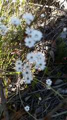 Pithocarpa pulchella